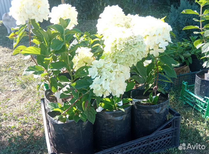 Саженцы декоративных многолетних растений