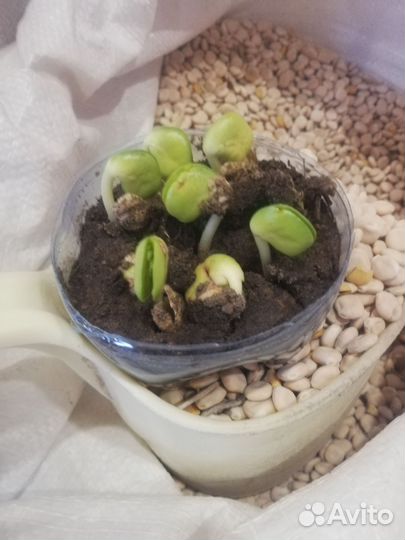 Семена люпина