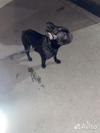 Случка собак