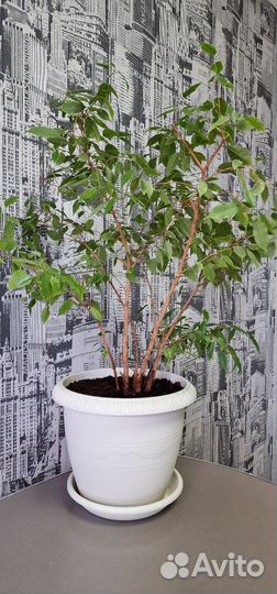 Фикус бенджамина