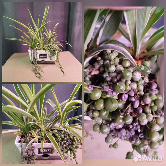 Хойи и их друзья