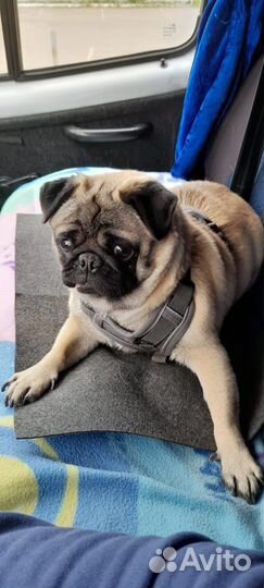 Мопс вязка мальчик