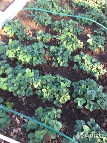 Рассада клубники 