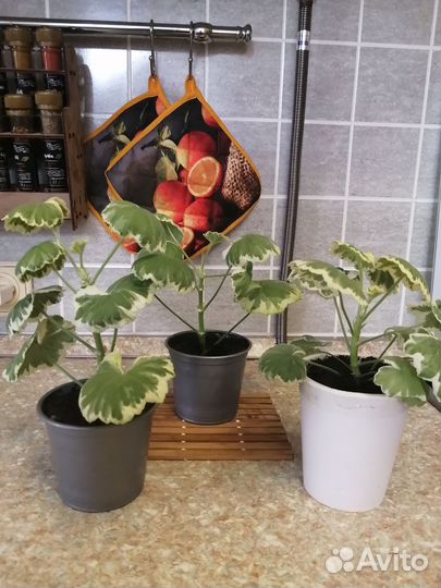 Герань пестролистная