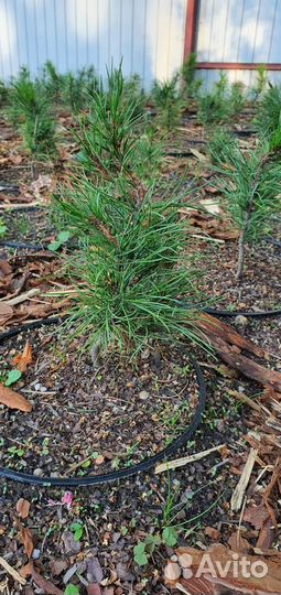 Саженцы кедра