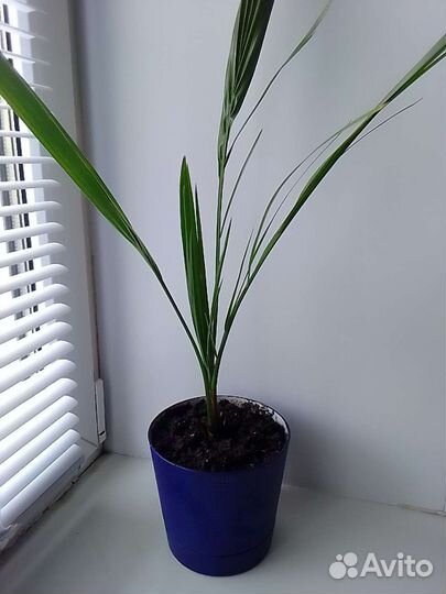 Финиковая пальма