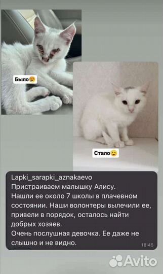 Турецкая ангора