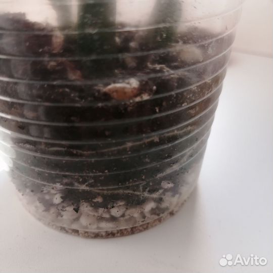 Декабрист шлюмбергера