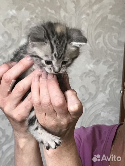 Кнопка в добрые руки