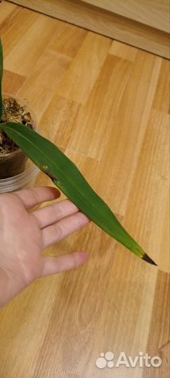 Орхидея Phragmipedium