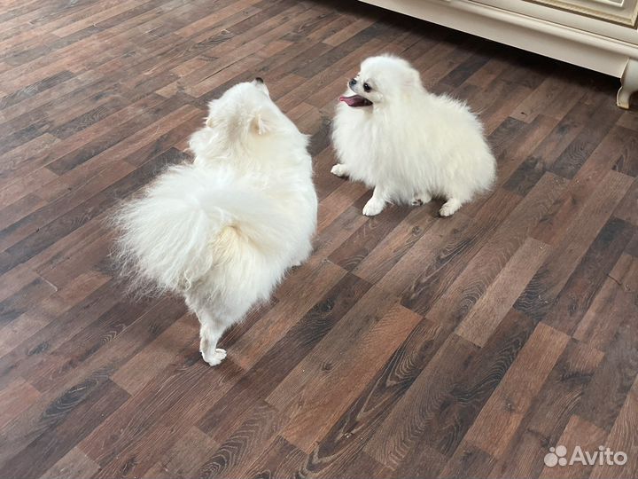 Шпиц белый мальчик мини вязка