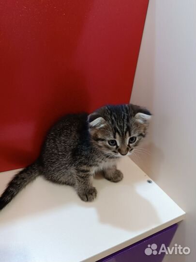 Шотландские котята