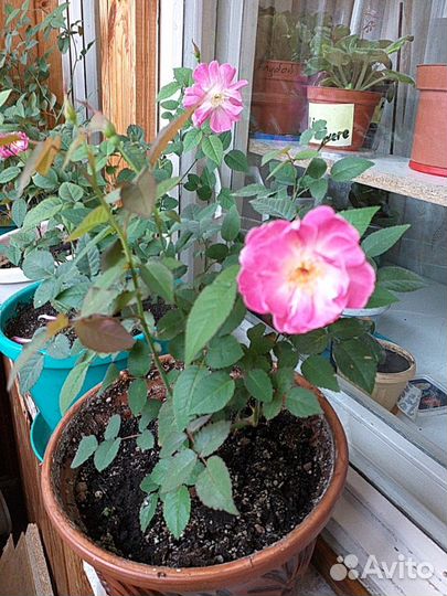 Роза чайная