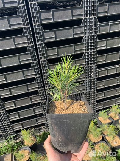 Саженцы кедра сибирского зкс