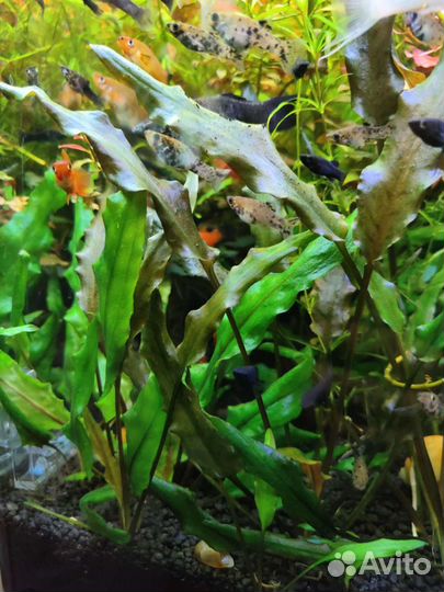 Аквариумное растение