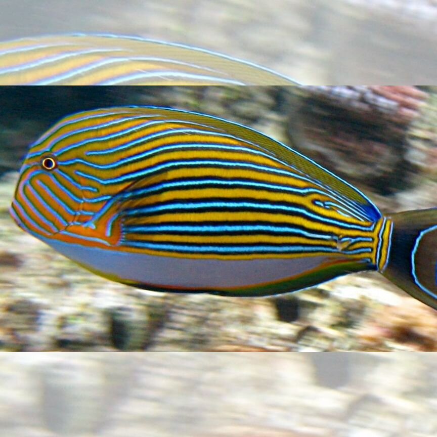 Хирург полосатый Acanthurus lineatus