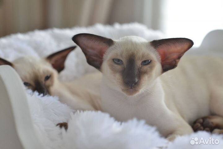 Ориентальные котята