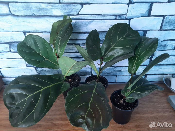 Фикус лирата колумнарис