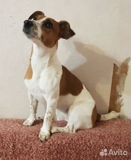 Джек рассел терьер (девочка). Бесплатно