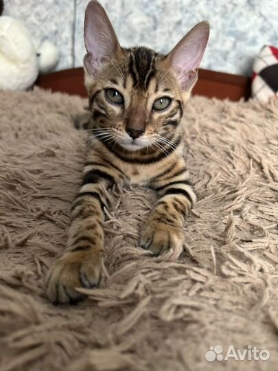 Бенгальская кошка