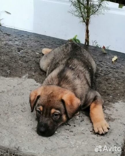 Собаку щенка