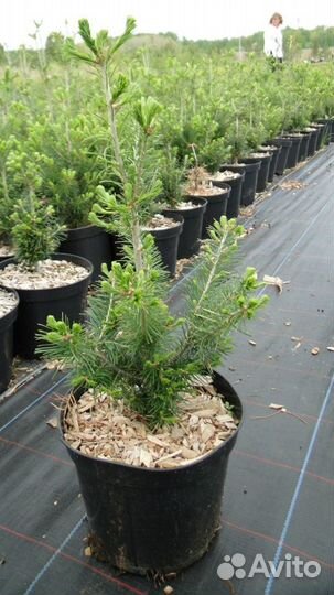 Пихта бальзамическая 20-30см