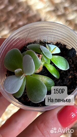 Комнатные растения