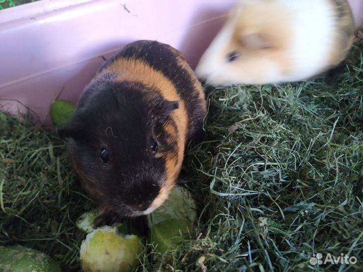 Морская свинка с клеткой