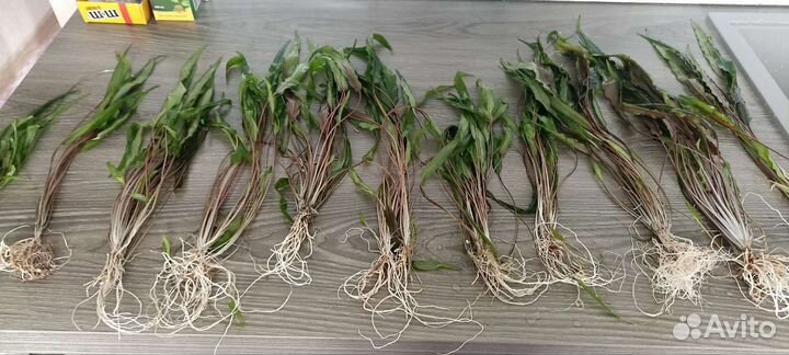 Водоросли для аквариума