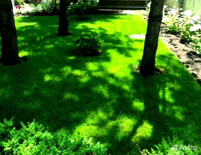 Рулонный газон