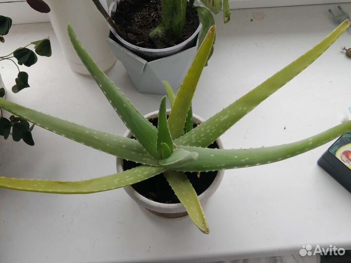 Алоэ вера 2, 5 года