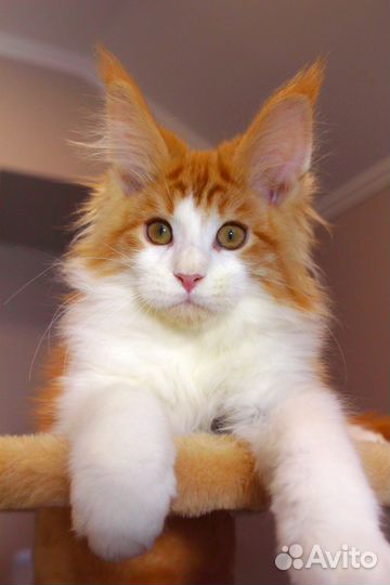 Красавец мейн кун