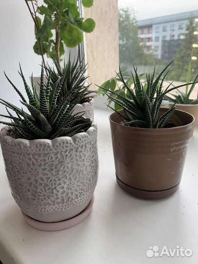 Кактусы и суккуленты