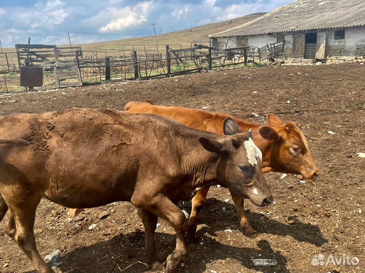 Телята телки