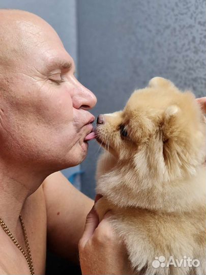 Стрижка собак йоркширских терьеров