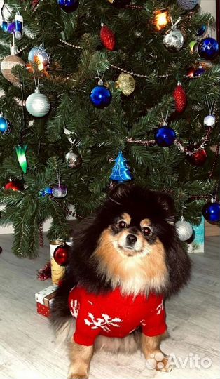 Шпиц в добрые руки