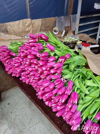 Тюльпаны к 8 марта