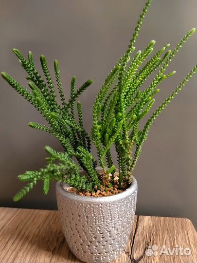 Суккуленты в керамических горшочках