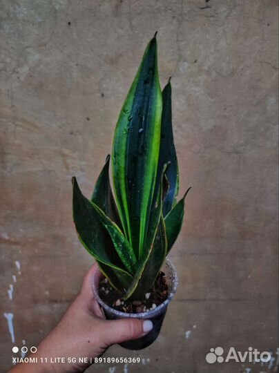 Сансевиерии разных сортов