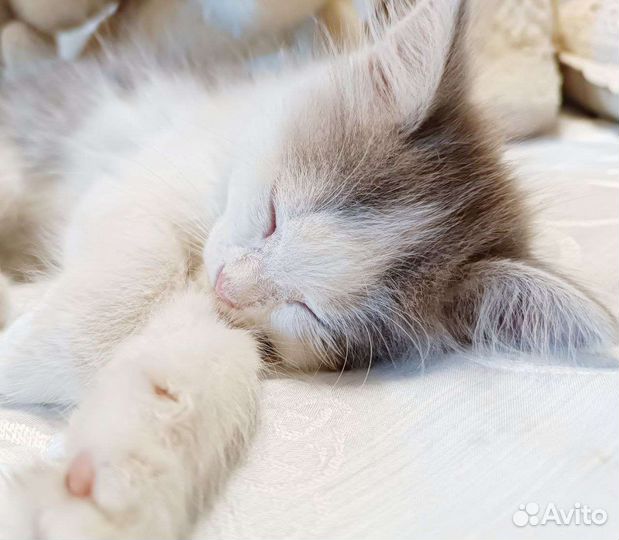 Котята в добрые руки бесплатно