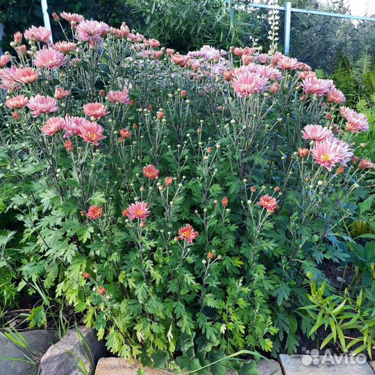 Хризантема