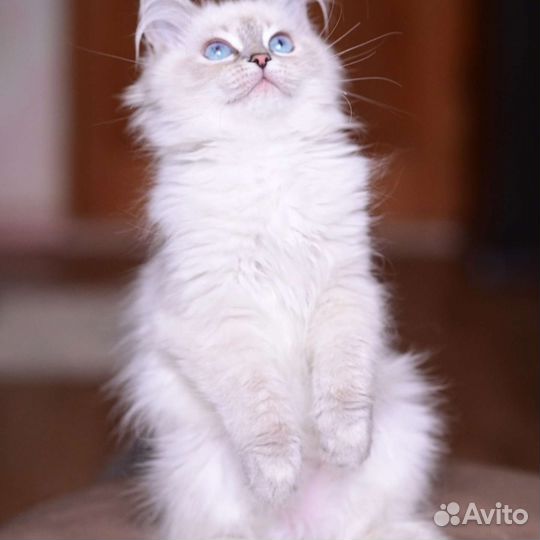 Невские маскарадные котята