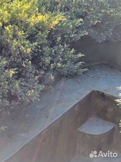 Можжевельник казацкий (Гольд)