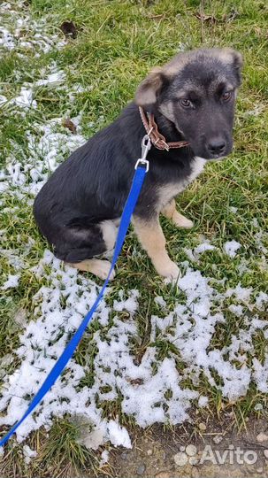 Очаровательный щенок, отдам в добрые руки