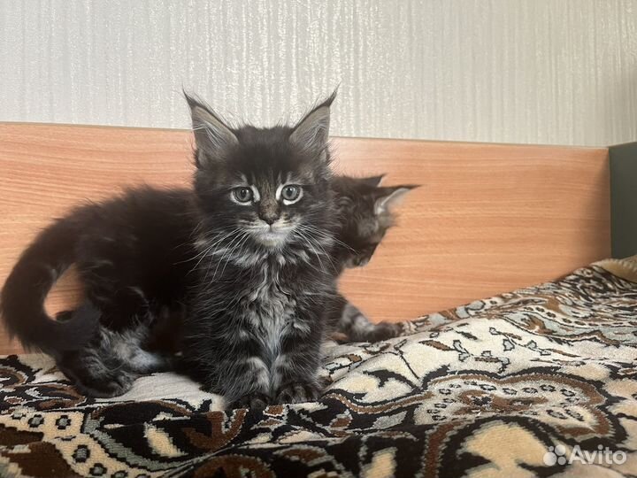 Котята мейн-кун
