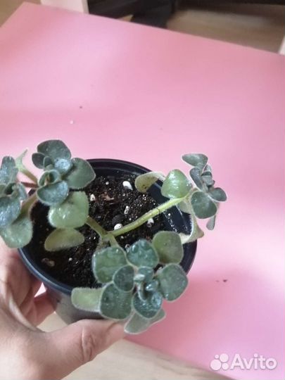 Гинура, дерево любви, (ахризон), Эписция, Хойя