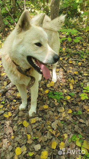 Акита для вязки