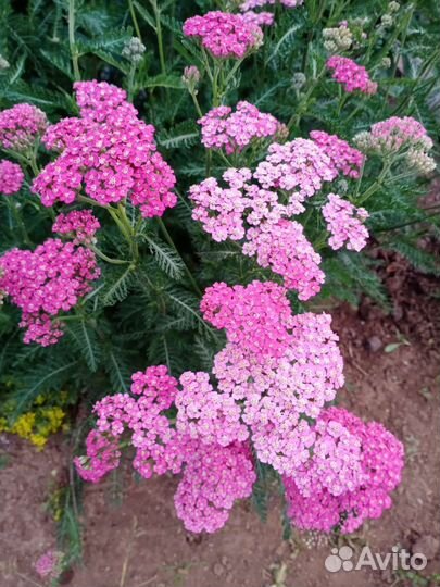 Тысячелистник декоративный