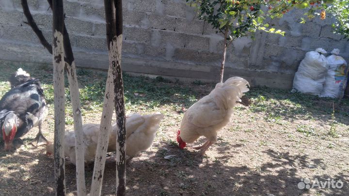 Куры петухи
