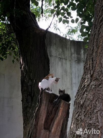 Котята Белочка и Рыжик в добрые руки